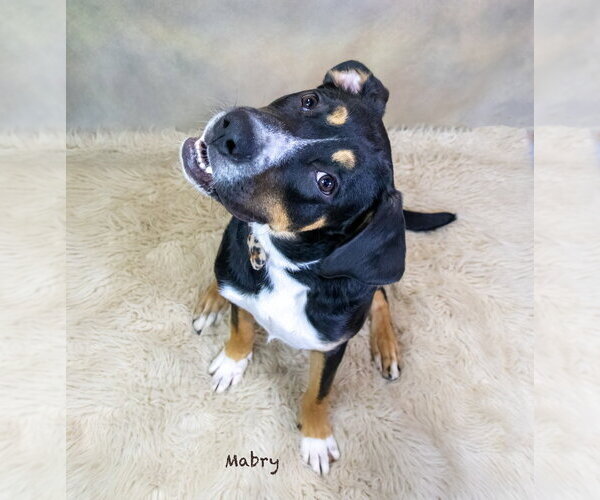 Medium Photo #3 Mutt Puppy For Sale in Hot Springs Village, AR, USA