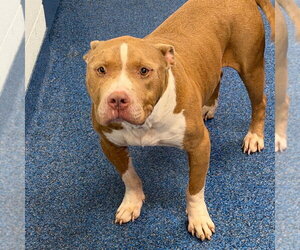 Mutt Dogs for adoption in Tarboro, NC, USA