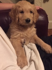 Goldendoodle Puppy for sale in CLEVELAND, OH, USA