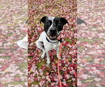 Small #4 American Pit Bull Terrier-Pointer Mix