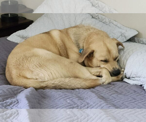 Medium Photo #2 Huskies -Labrador Retriever Mix Puppy For Sale in Mount Airy, NC, USA