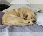 Small #1 Huskies -Labrador Retriever Mix