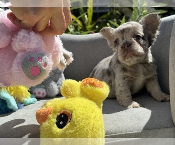 Medium Photo #3 French Bulldog Puppy For Sale in LEHIGH ACRES, FL, USA