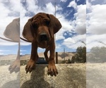 Small Photo #138 Rhodesian Ridgeback Puppy For Sale in MORONGO VALLEY, CA, USA