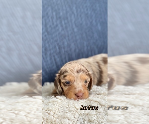 Medium Photo #2 Dachshund Puppy For Sale in EAST EARL, PA, USA