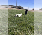 Small Photo #26 Dalmatian Puppy For Sale in AMARILLO, TX, USA