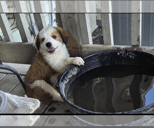 Anatolian Pyrenees Dogs for adoption in MIDWAY, UT, USA