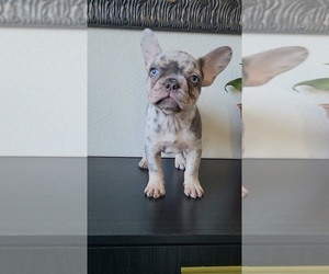 French Bulldog Puppy for sale in PROSPER, TX, USA