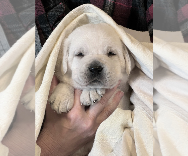 Medium Photo #2 Labrador Retriever Puppy For Sale in GLENDALE, CA, USA