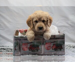 Labradoodle-Poodle (Miniature) Mix Puppy for sale in FREDERICKSBG, OH, USA