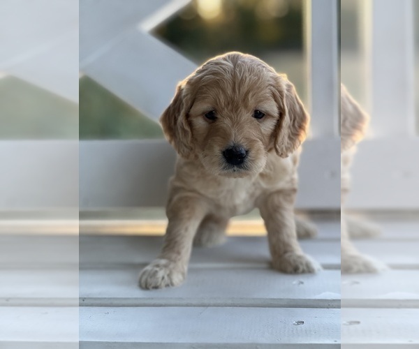 Medium Photo #6 Goldendoodle (Miniature) Puppy For Sale in SOUTH BOSTON, VA, USA