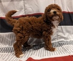 Puppy Groucho Goldendoodle (Miniature)