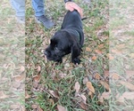 Small #1 Cane Corso-Mastiff Mix