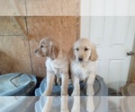 Small Photo #1 Golden Retriever Puppy For Sale in SINGERS GLEN, VA, USA