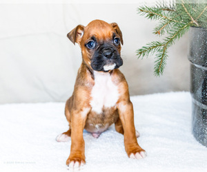 Boxer Puppy for sale in WAKARUSA, IN, USA