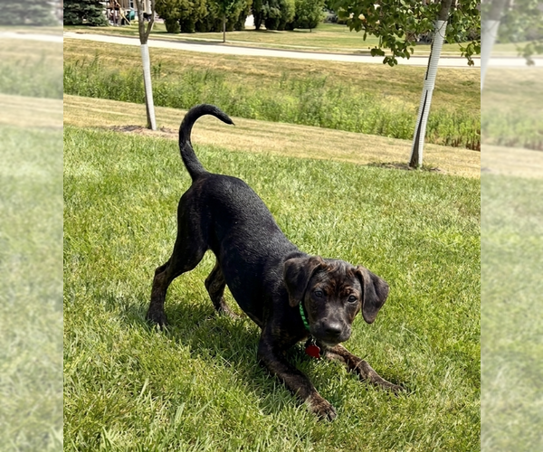 Medium Photo #1 Mutt Puppy For Sale in Genesee, WI, USA