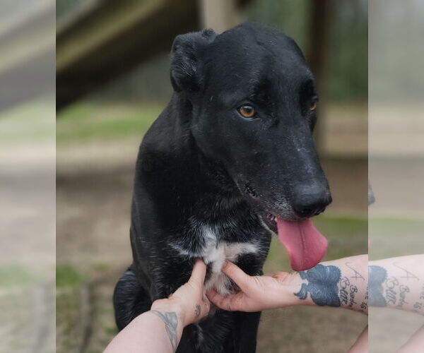 Medium Photo #12 German Shepherd Dog-Unknown Mix Puppy For Sale in Orangeburg, SC, USA