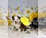 Small #1 Miniature Australian Shepherd