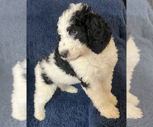 Medium Photo #7 Bernedoodle Puppy For Sale in CLEVELAND, TN, USA