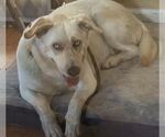 Small #12 Huskies -Labrador Retriever Mix