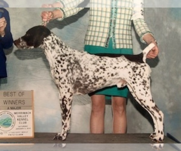 Medium Photo #1 German Shorthaired Pointer Puppy For Sale in EQUINUNK, PA, USA