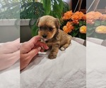 Puppy Ann Yorkshire Terrier-Zuchon Mix