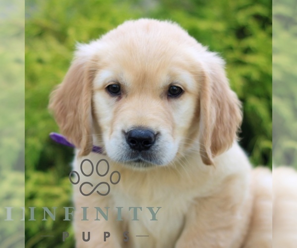 Medium Photo #1 Golden Retriever Puppy For Sale in LITITZ, PA, USA