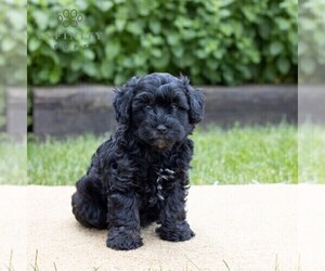 Schnoodle (Miniature) Puppy for sale in LITITZ, PA, USA