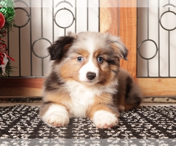 Medium Photo #3 Miniature Australian Shepherd Puppy For Sale in NAPLES, FL, USA
