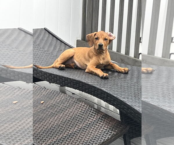 Medium Photo #3 Mutt Puppy For Sale in Melbourne, FL, USA