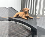 Small #2 Mutt