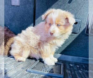 Miniature Australian Shepherd Puppy for sale in COLORADO SPRINGS, CO, USA