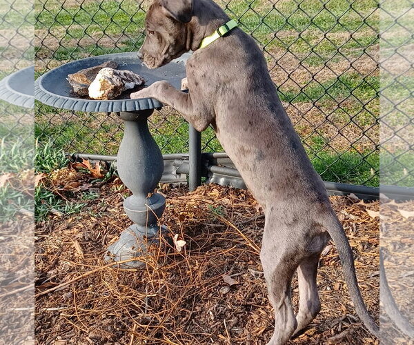 Medium Photo #3 Great Dane-Unknown Mix Puppy For Sale in Huntersville, NC, USA
