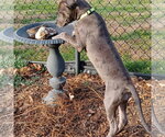 Small #2 Great Dane Mix