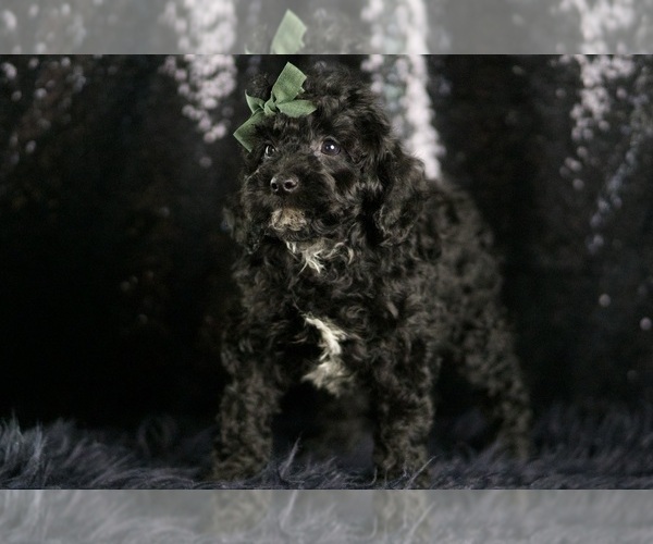 Medium Photo #9 Goldendoodle (Miniature) Puppy For Sale in WARSAW, IN, USA