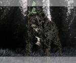 Small #8 Goldendoodle (Miniature)