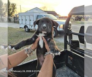 American Staffordshire Terrier-Unknown Mix Dogs for adoption in San Antonio, TX, USA