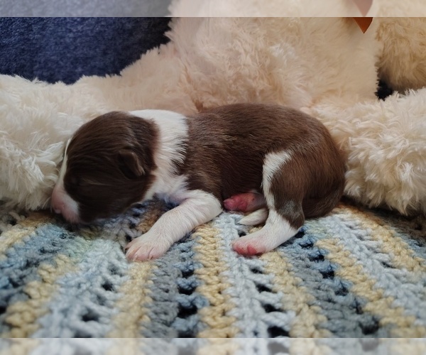 Medium Photo #2 Border Collie Puppy For Sale in NORBORNE, MO, USA
