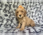 Small #4 Cavapoo