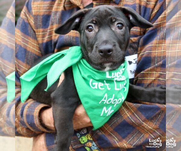 Medium Photo #3 Feist Terrier-Retriever  Mix Puppy For Sale in Washington, DC, USA