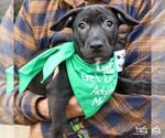Small #2 Feist Terrier-Retriever  Mix