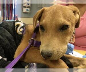 Mutt Dogs for adoption in Riverside, CA, USA