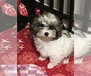 Maltese-Poodle (Toy) Mix Puppy for sale in SARASOTA, FL, USA