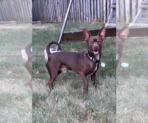 Chihuahua-Unknown Mix Dogs for adoption in St. Louis Park, MN, USA