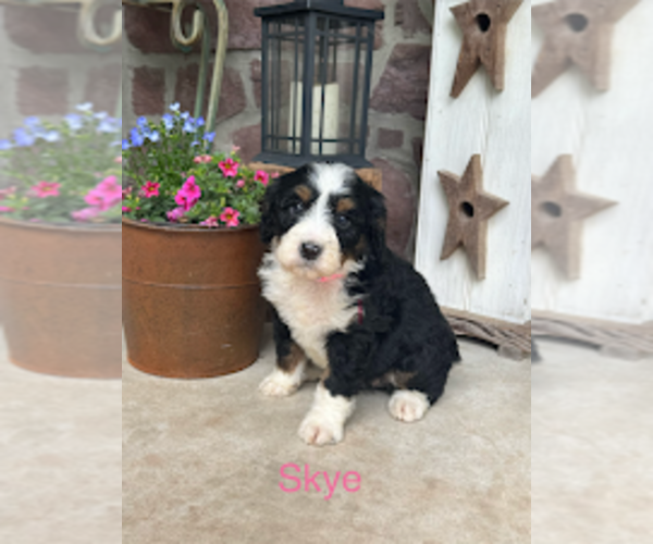 Medium Photo #2 Bernedoodle (Miniature) Puppy For Sale in DENVER, PA, USA