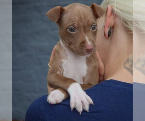 Vonya - Female American Staffordshire Terrier-Boxer Mix Dog for Adoption - Photo #4