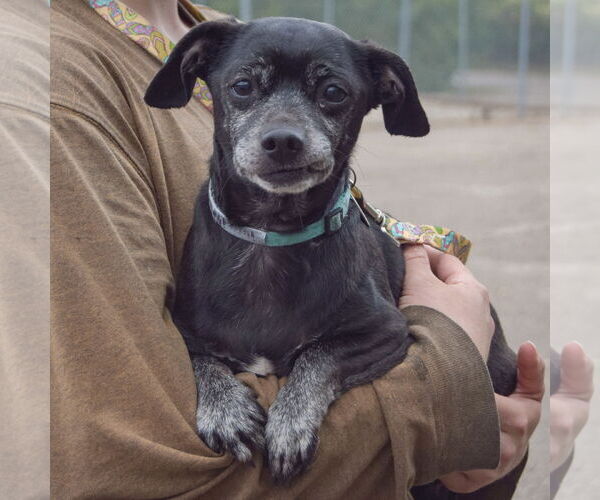 Medium Photo #3 Chiweenie Puppy For Sale in Huntley, IL, USA