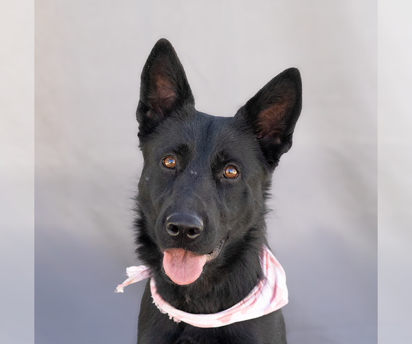 Medium Photo #1 German Shepherd Dog Puppy For Sale in Pasadena, CA, USA