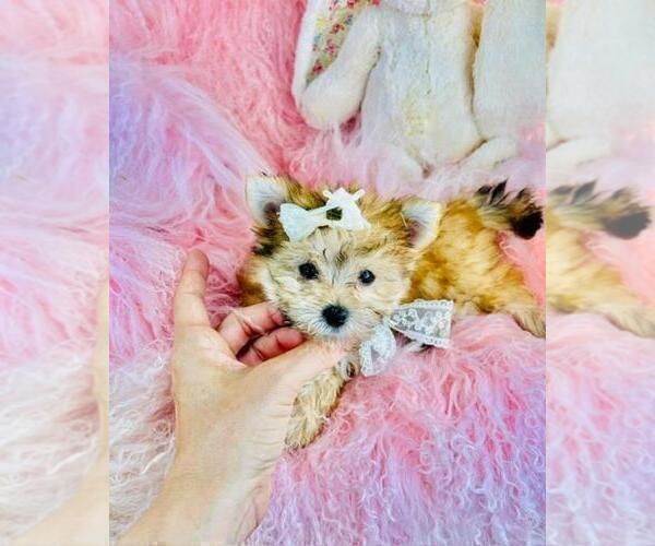 Medium Photo #1 Morkie Puppy For Sale in BOSTON, MA, USA
