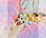 Small Morkie